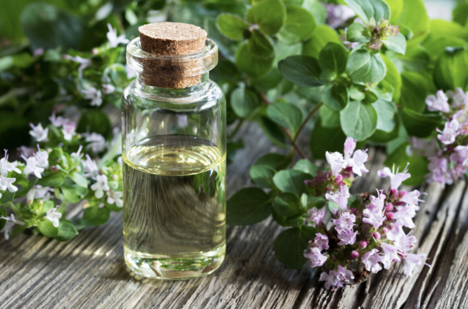 Oregano Essential Oil - Who Knew?