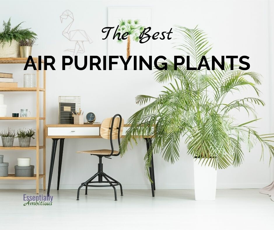 Best Air Purifying Plants for Your Home