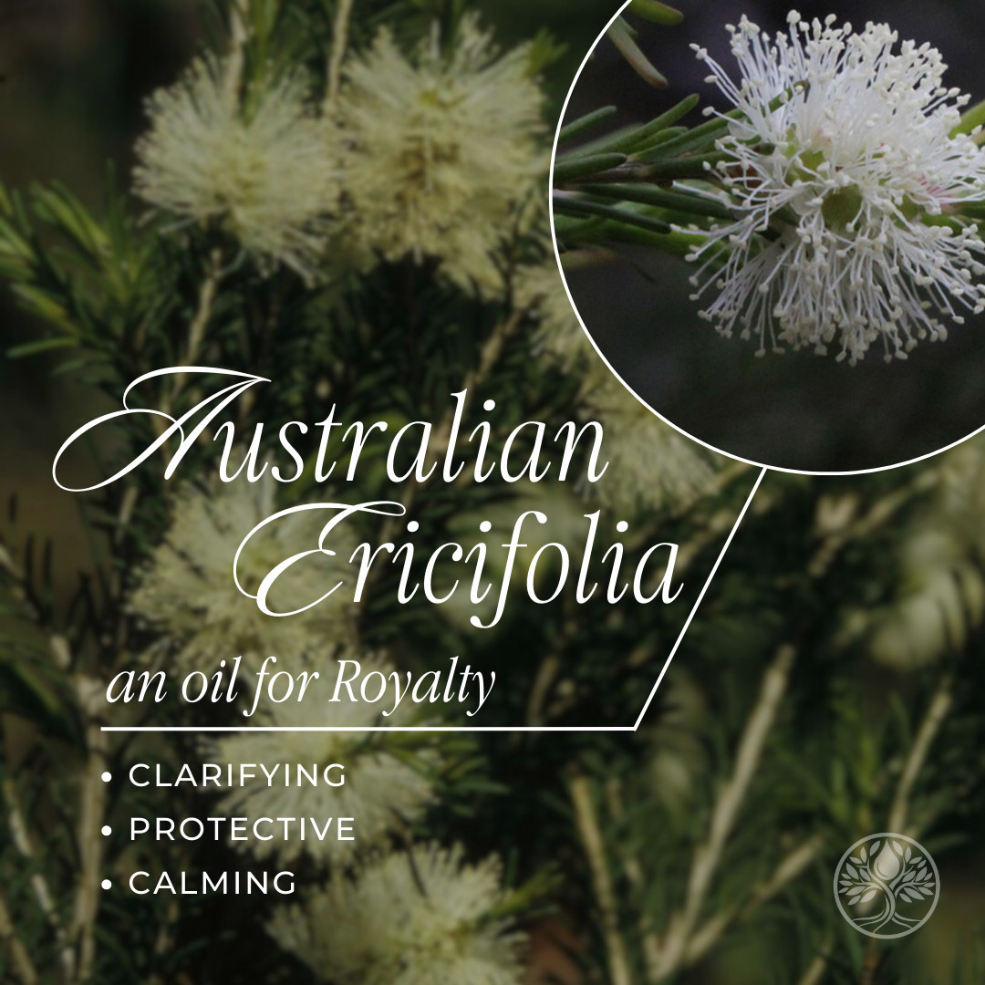 Let's Chat about Australian Ericifolia