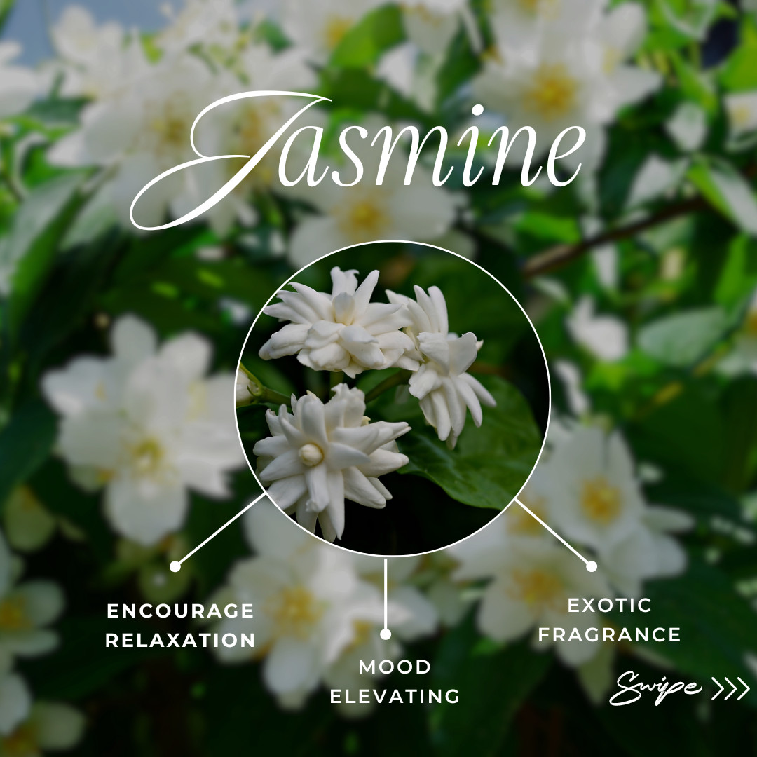 Jasmine and the many reason we love this Queen of the Night!