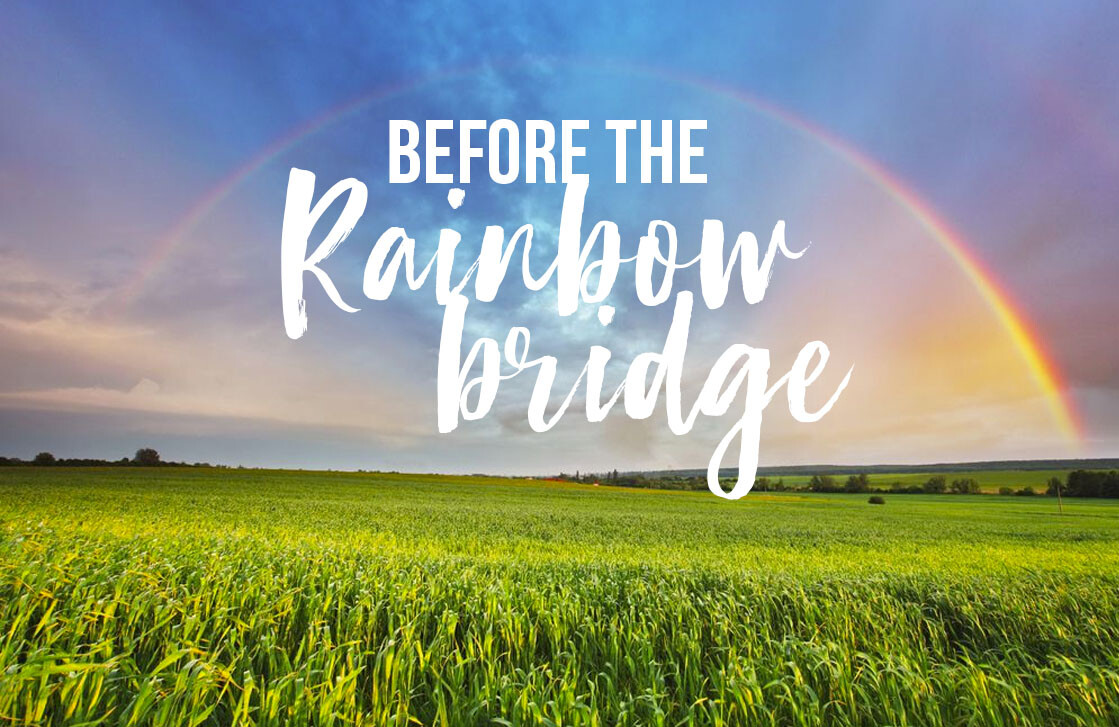 BEFORE THE RAINBOW BRIDGE