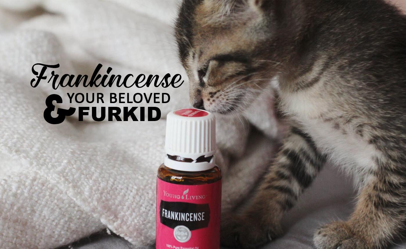 FRANKINCENSE FOR YOUR FURKIDS
