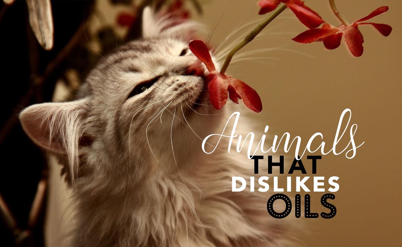DOES YOUR PET HATE OILS?