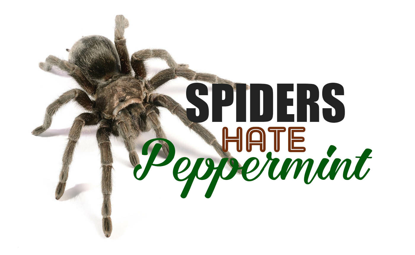 SPIDERS HATE…