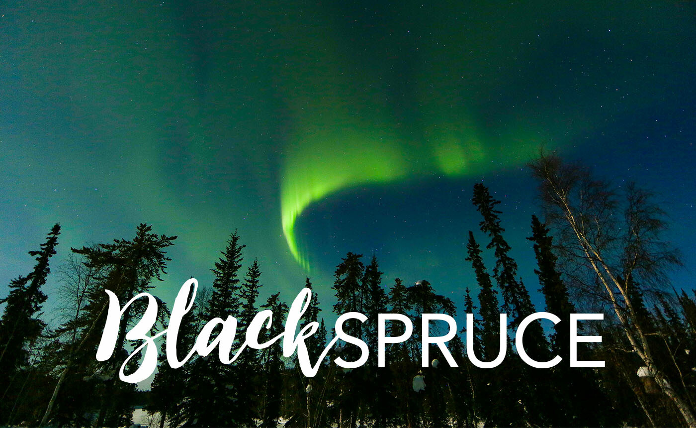 ALL ABOUT BLACK SPRUCE