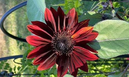 A New YL Convention Product And...Gratitude Alignment!