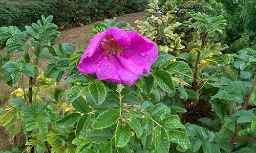 Healthy Glow, Happy Skin, Gentle Ingredients, Beautiful Results.