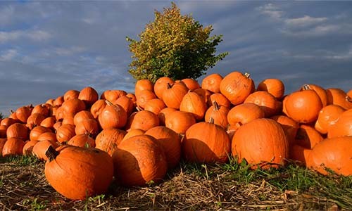 Pumpkin Spice Fever Has Officially Arrived! Fall in love with it!