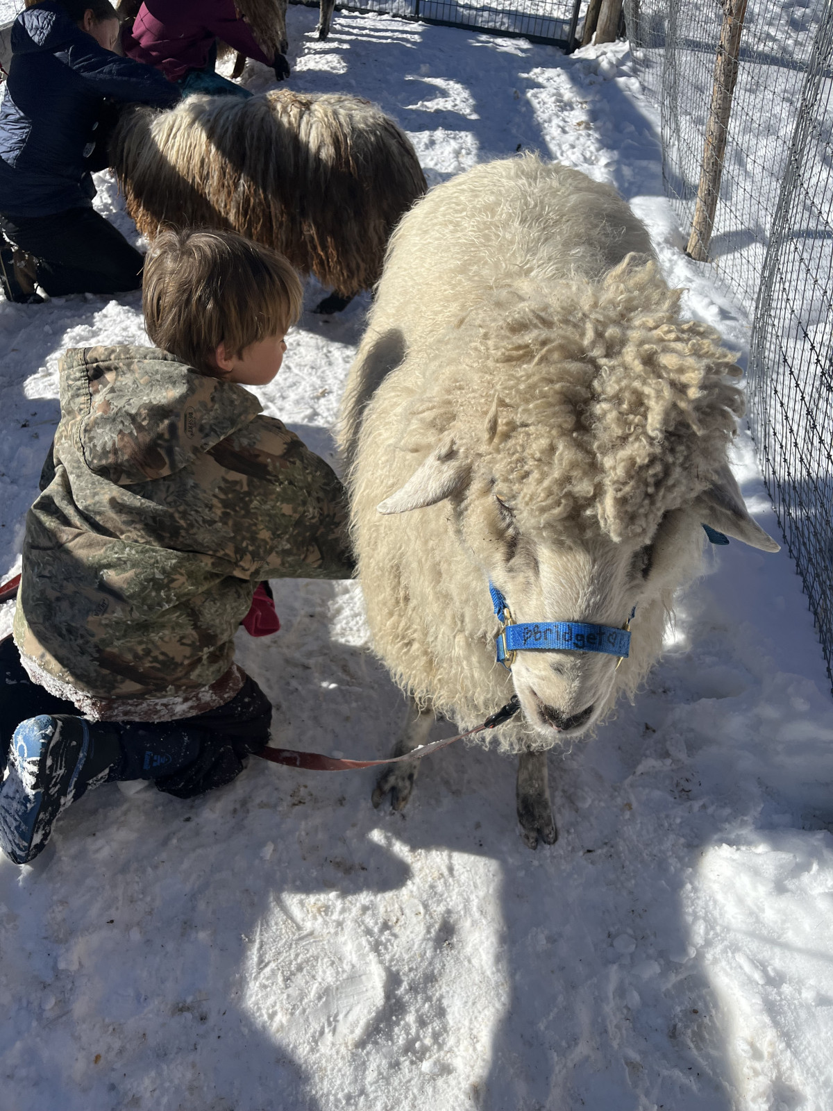 Animal training
