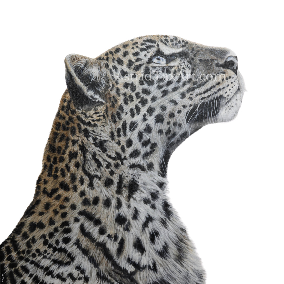 Een Puma, realistisch geschilderd met olieverf op linnen