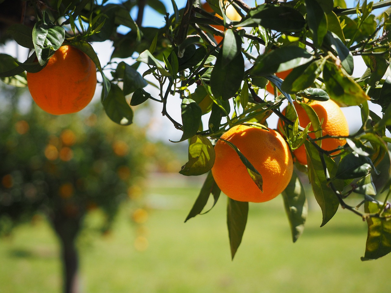 How Orange Essential Oil Brightened My Mental Health Journey