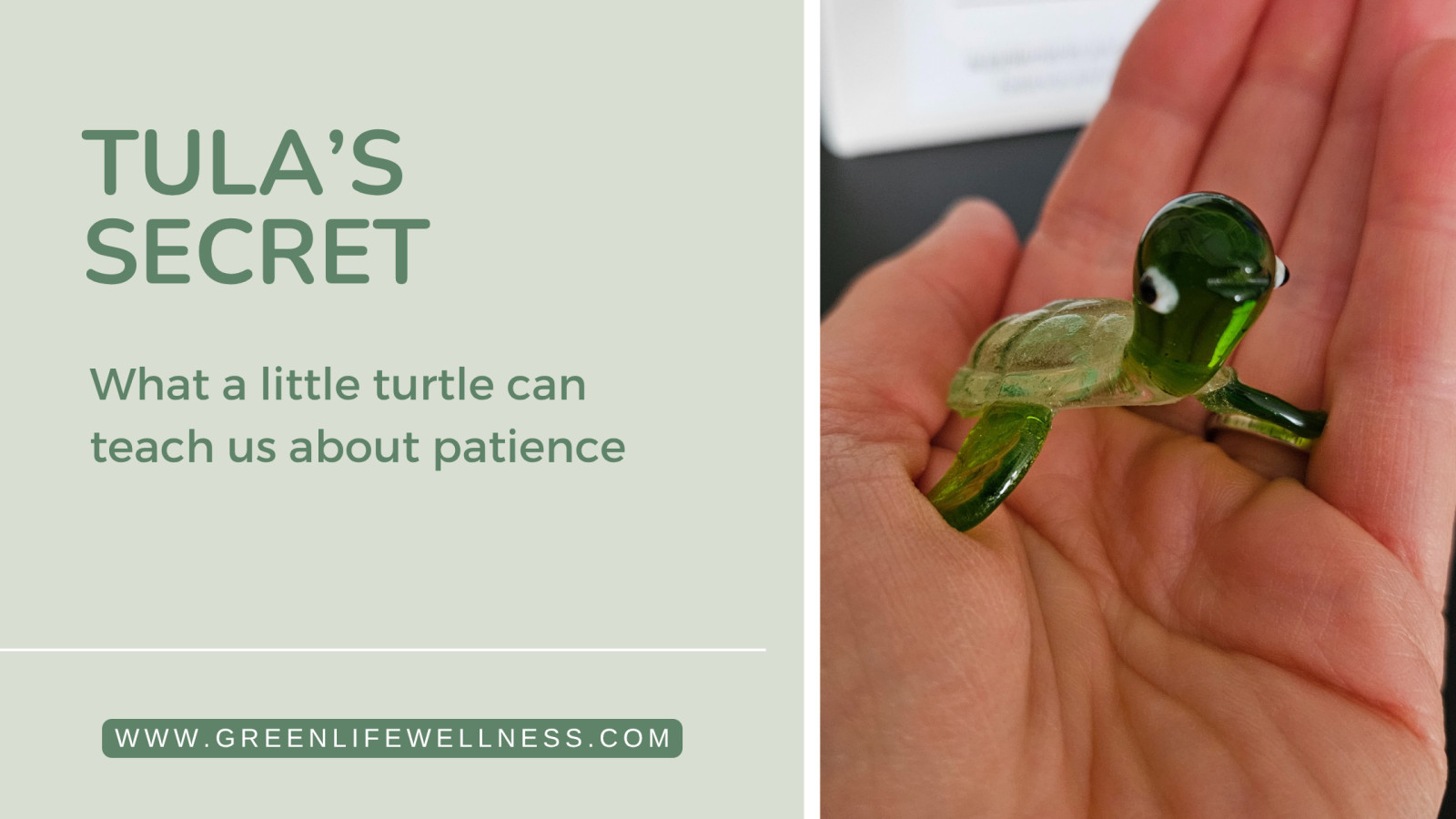 Tula's Secret: What a little turtle can teach us about slowing down!