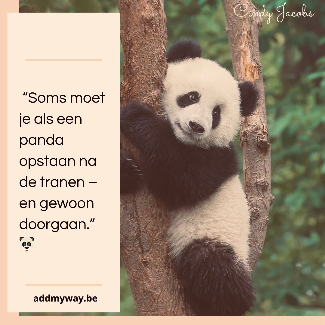 Blog 24 🐼 Geduld: De Moeilijkste, maar Belangrijkste Stap naar Groei 🌱