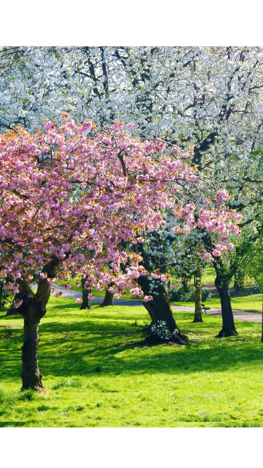 Blooming Wellness: An Aromatic Adventure into Flourishing Health