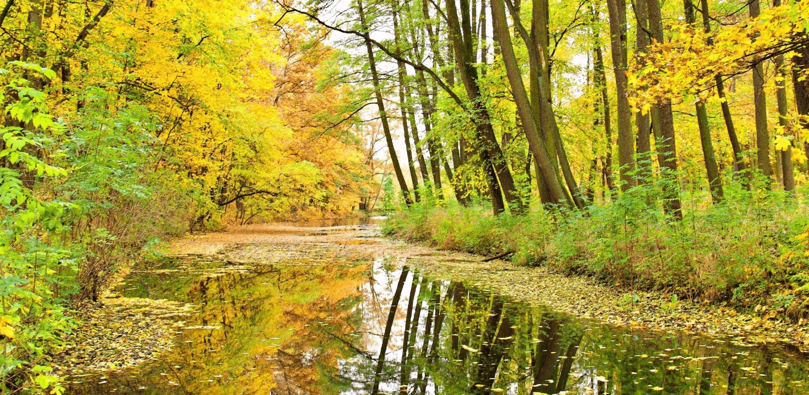 Oregano and Thyme A Dynamic Duo