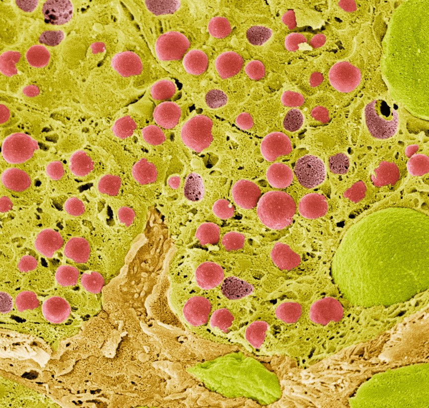 January 2025 - Enzymes